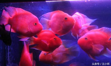五行水晶珠簾 紅鸚鵡 魚
